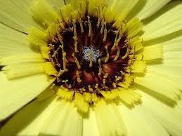 Image result for Tolpis