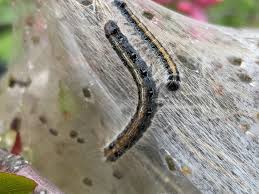 EQUINE SCI NCE REVIEW