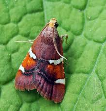 Image result for Pyralis lienigialis