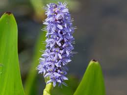 Image result for Pontederia