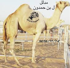 البكرة بنت ولد الحنيش في رصيده سيارتين و البعير منتج… • подпишитесь на него/нее, что просмотреть 81.3 тыс. Ø±Ø§Ø¹ÙŠ Ø§Ù„Ø®ÙŠØ§Ù„ÙŠÙ‡ Auf Twitter Ù…Ø¯Ù„Ù„ Ø¨Ø¹ÙŠØ± Ø¨Ù† Ø­Ù…Ø¯ÙˆÙ†