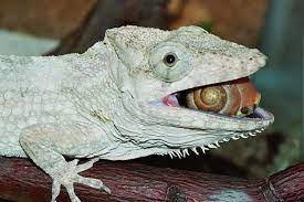 Snail Crunching Anoles Cute Reptiles Animals Colorful Lizards