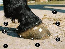 Sally speaks spanish, but not very well. Horse Hoof Wikipedia