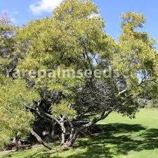 Image result for Peltophorum africanum