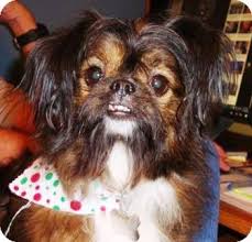 Black And White Papillon Shih Tzu Mix Brattleboro Vt Papillon Shih Tzu Mix Meet Miss Maggie A Dog For Adoption Shih Tzu Shih Tzu Mix Shih Tzu Puppy