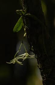 Image result for Mystacidium tanganyikense