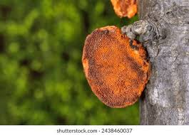 Image result for Pycnospora