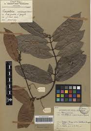 Image result for Landolphia owariensis