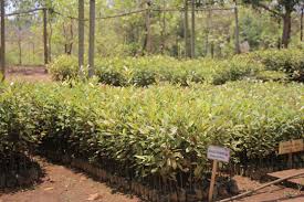 What is shorthand of carrascal nickel corporation? Carrascal Nickel Corporation Philippine Nickel Industry Association