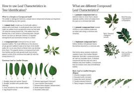 Flowering trees are among the most prized specimens of the yard, making a bold statement and often heralding the return this small flowering tree is a broadleaf evergreen that produces white or deep pink blossoms. Green Guide To Trees Of Australia Nhbs Field Guides Natural History