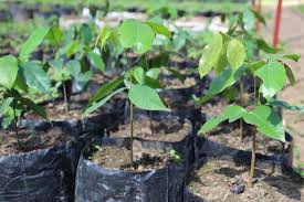 Image result for Isoberlinia doka