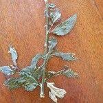 Image result for Erythrococca