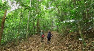 See reviews and photos of hiking trails in malaysia, asia on tripadvisor. Jungle Trekking Sabah Malaysian Borneo