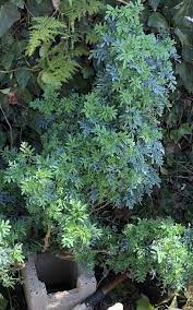 Live Rue Plant Aka Ruta Graveolens Herb Of Grace Ruda Plants Ornamental Plants Large Plants