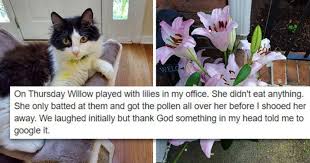 Before kitty chews something fatal, check this list of plants to avoid and get rid of them. Cat Owner Writes Psa About The Dangers Of Lilies Mimicnews