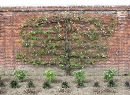 There are few more ornamental ways of covering a good wall or fence than with a fan or espalier fruit tree. Espalier Fruit Trees More Fruit In Less Space Gardensall