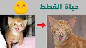 دورة حياة القطط كاملة youtube