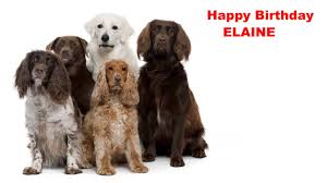 Elaine Dogs Perros Happy Birthday Youtube