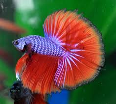 Betta fish may be small and can live in small tanks. Betta Fish Perfect For Apartment Living