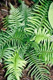 Image result for Dryopteris kilemensis