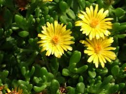 Image result for Delosperma spp.
