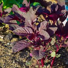 Image result for Amaranthus cruentus