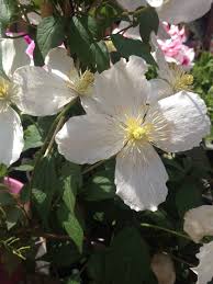 Alameda homestead nursery is a specialist production nursery. Clematis Montana Snowflake Wholesale Nursery Nurseries In Melbourne Sydney Brisbane Plantmark