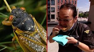 Cicadas stop press plane from taking off before biden's overseas trip. Cicadas What To Know About The Remarkable And Noisy Bugs Bbc News