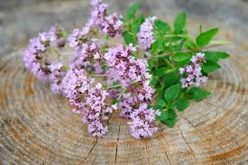 Image result for Origanum