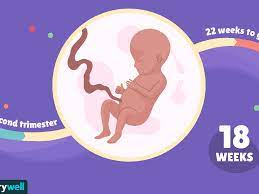 18 Weeks Pregnant Baby Development Symptoms And More