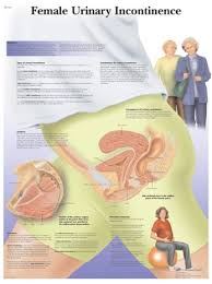 female urinary incontinence anatomical chart