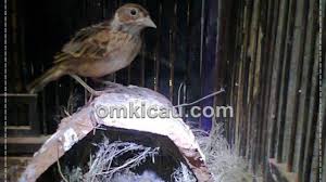 Download suara burung branjangan nembak ngriwik mp3 harga. Gambar Burung Branjangan Gambar Burung Branjangan Gambar Burung Wallpaper Branjangan Merupakan Burung Yang Memiliki Suara Dengan Varian Unik Elissae Cupid
