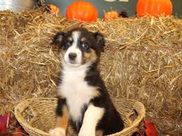 If you are unable to find your australian shepherd puppy in our puppy for sale or dog for sale sections, please consider looking thru thousands of australian shepherd dogs for adoption. Australian Shepherd Puppies Petland Dalton