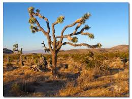 Not all flowers are edible but some are safe to eat, though it's usually only the petals and not the whole stem. Joshua Tree Yucca Brevifolia Desertusa