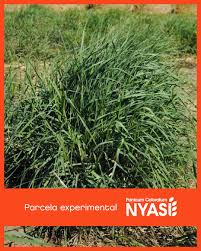 Image result for Panicum coloratum