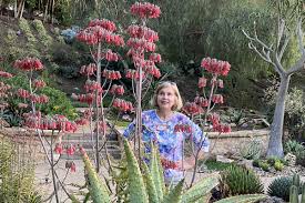 Image result for Kalanchoe