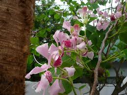 Image result for Bauhinia monandra