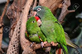 Beim kauf und verkauf von bestimmten papageienarten sind gesetzliche bestimmungen zu beachten. Ein Paar Der Liebe Geschlagen Papagei Liebe Vogel Kuscheln In Den Garten Lizenzfreie Fotos Bilder Und Stock Fotografie Image 34989077