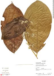 Image result for Dichapetalum