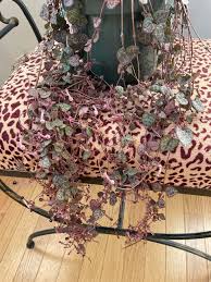 Image result for Ceropegia multiflora