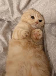 Pin By Gulsah On Pet In 2020 Cute Animals Baby Cats Kittens Cutest