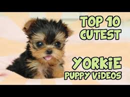 Our family is passionate about raising beautiful, happy and healthy toy breed puppies that make perfect companions! Top 10 Cutest Yorkie Puppies Of All Time Youtube