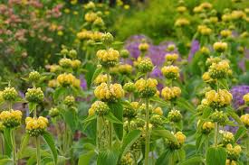 Image result for Phlomis fruticosa