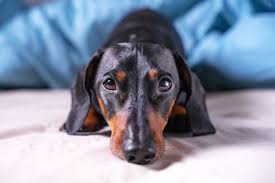 However free dachshunds are a rarity as rescues usually charge a small adoption fee to cover their expenses ($100 to $200). Can Dachshunds Be Left Alone All Day I Love Dachshunds
