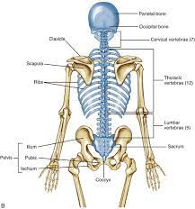 Axial Skeleton Osteology And Arthrology Clinical Gate