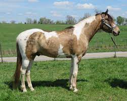 Buckskin tobiano foaled june 29, 2020 should mature 14.3 to 15hh apha filly sire: Buckskin Horse Horses Buckskin Horse Horse Painting