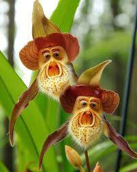 Monkey Face Orchid, this flower can ...