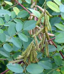 Image result for Indigofera lydenburgensis