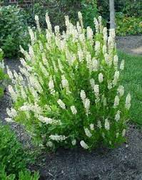 We did not find results for: 89 Part Shade Shrubs Zone 9 Ideas In 2021 Shade Shrubs Shrubs Plants