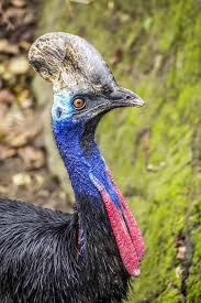 Australian Birds That Lay Eggs On The Ground Native Australian Animals Facts Pictures Information Australian Animals Australian Animals Facts Cassowary